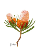 Load image into Gallery viewer, AGCC1005: Banksia Flower Card