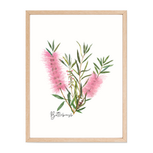 Load image into Gallery viewer, Poster | Bottlebrush Flower: Pink
