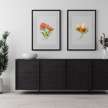 Load image into Gallery viewer, AGCP1003: Waratah Flower Poster
