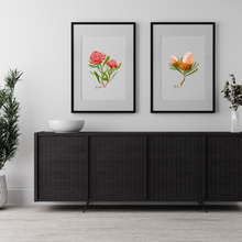 Load image into Gallery viewer, AGCP1003: Waratah Flower Poster