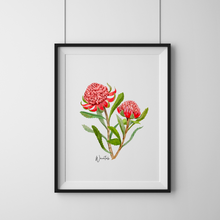 Load image into Gallery viewer, AGCP1003: Waratah Flower Poster