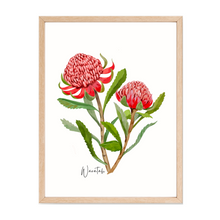 Load image into Gallery viewer, AGCP1003: Waratah Flower Poster