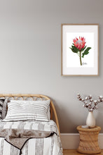 Load image into Gallery viewer, AGCP1004: Protea Flower Poster