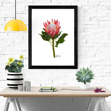Load image into Gallery viewer, AGCP1004: Protea Flower Poster