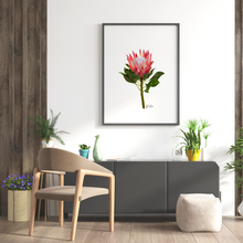 Load image into Gallery viewer, AGCP1004: Protea Flower Poster