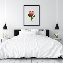 Load image into Gallery viewer, AGCP1004: Protea Flower Poster