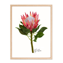 Load image into Gallery viewer, AGCP1004: Protea Flower Poster