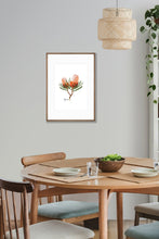 Load image into Gallery viewer, AGCP1005: Banksia Flower Poster