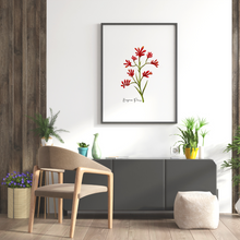 Load image into Gallery viewer, AGCP1006: Kangaroo Paw Flower Poster