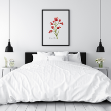 Load image into Gallery viewer, AGCP1006: Kangaroo Paw Flower Poster