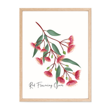 Load image into Gallery viewer, AGCP1008: Red Flowering Gum Poster