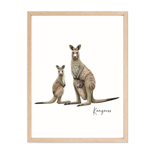 Poster | Kangaroo