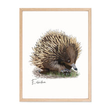 Load image into Gallery viewer, Charming & Unique Australian Native Echidna Poster, Tote Bag & Card Set