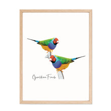 Load image into Gallery viewer, Vibrant & Colourful Australian Native Gouldian Finch Poster, Scarf & Card Set