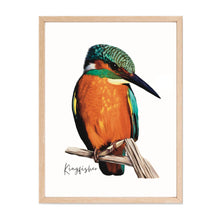 Load image into Gallery viewer, Bright & Alluring Australian Native Kingfisher Poster, Tote Bag & Card Set