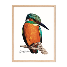 Load image into Gallery viewer, AGCP1016: Kingfisher Poster
