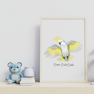 Poster | Sulphur Crested Cockatoo