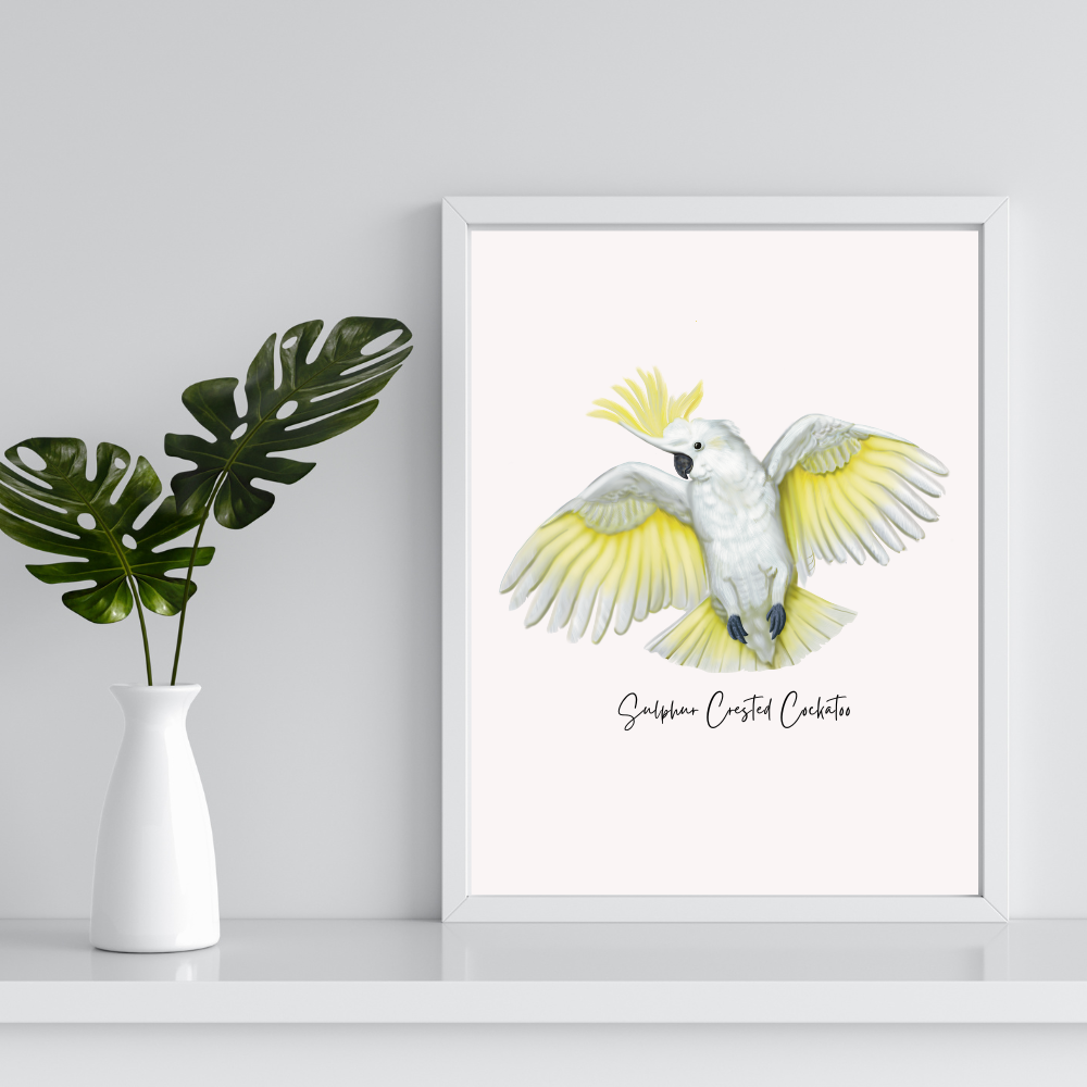 Poster | Sulphur Crested Cockatoo