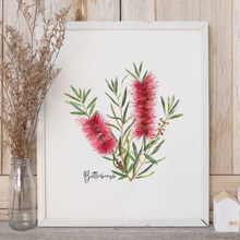 Load image into Gallery viewer, Poster | Bottlebrush Flower: Red

