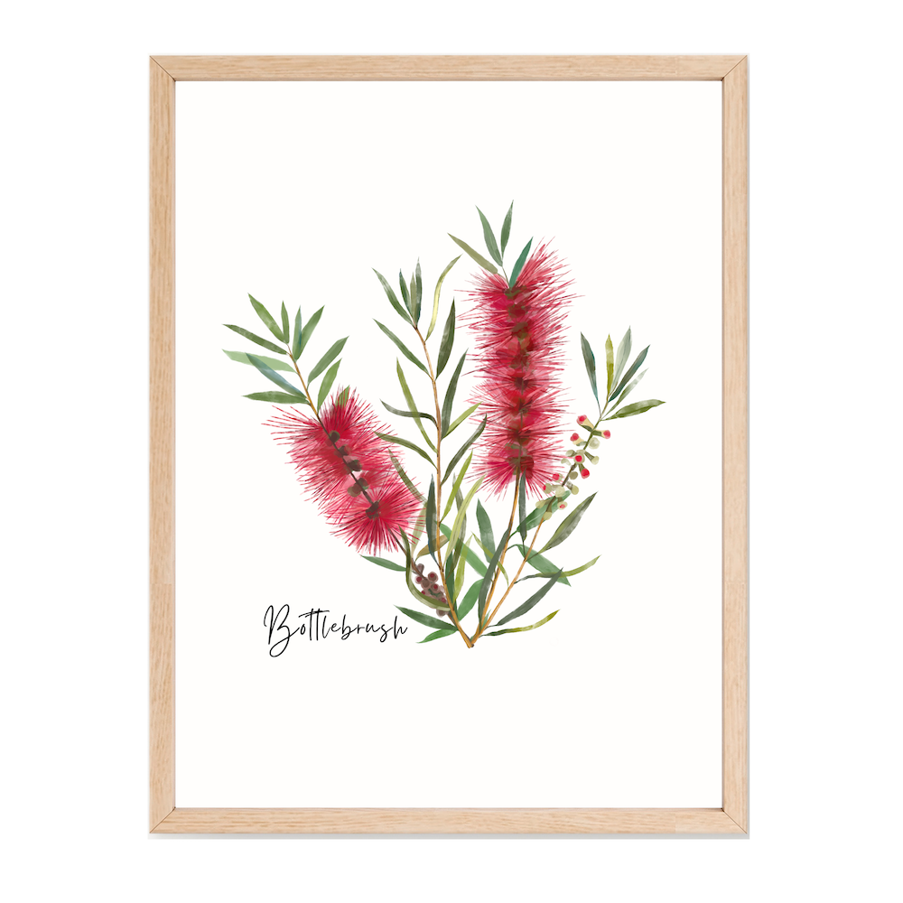 Poster | Bottlebrush Flower: Red