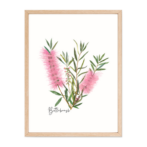 Poster | Bottlebrush Flower: Pink