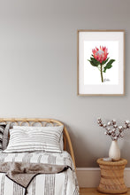 Load image into Gallery viewer, Poster | Protea Flower
