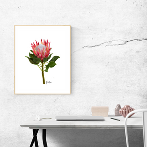 Poster | Protea Flower