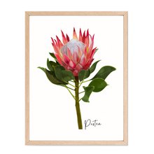 Load image into Gallery viewer, Poster | Protea Flower
