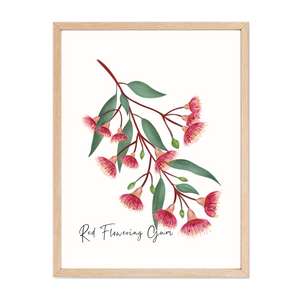 Poster | Red Flowering Gum