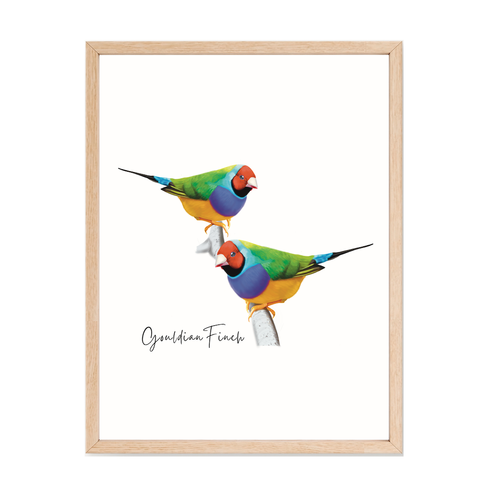 AGCP1015: Gouldian Finch Poster