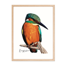 Load image into Gallery viewer, Poster | Kingfisher
