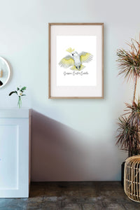 Poster | Sulphur Crested Cockatoo