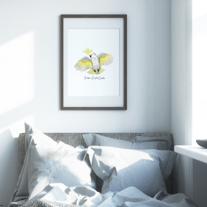 Poster | Sulphur Crested Cockatoo