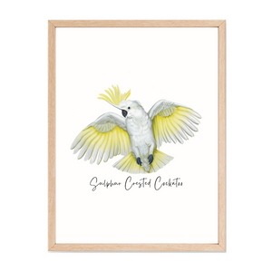 Poster | Sulphur Crested Cockatoo